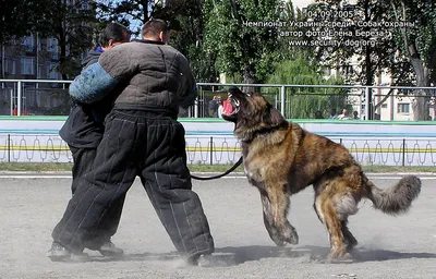 Кавказские собаки чабана стоковое фото. изображение насчитывающей день -  36261940