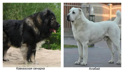 SOBAKI.PRO | Породы собак | Кавказская овчарка | Фото 16318
