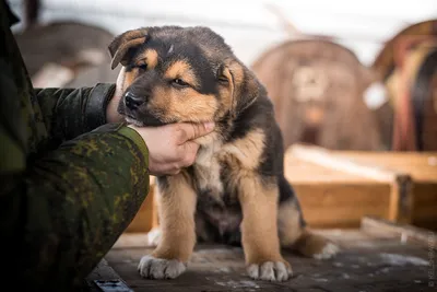 ЭТО МОЯ СОБАКА. Кавказская овчарка. Инструкция по применению.🐶Часть 1.  Начало. | Это моя история | Дзен