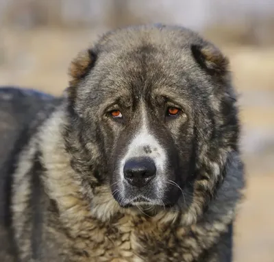 кавказская овчарка собака зимой 2021 Стоковое Изображение - изображение  насчитывающей качество, поголовье: 209835335