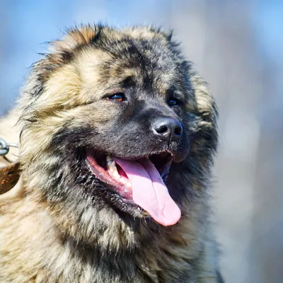 кавказская овчарка собака зимой 2021 Стоковое Изображение - изображение  насчитывающей кавказ, имеет: 209835321
