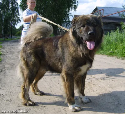 Dudusik Dog. Уроки - 5 особенностей кавказских овчарок, о которых вы  наверняка не знали - Помощь кавказским овчаркам