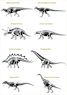 Ученые описали новый вид хищных динозавров, доминировавших до тираннозавров