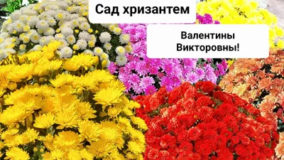 Саженцы хризантемы корейской многолетней - купить в питомнике в  Санкт-Петербурге