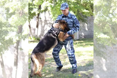 Специалист дал советы по выбору кинолога для обучения собаки - РИА Новости,  25.09.2021
