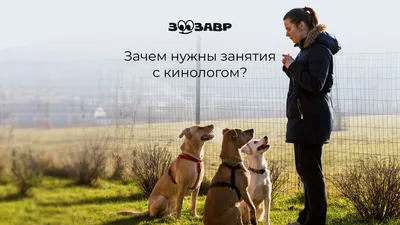 Собаки как урок доброты: в чем суть работы кинолога