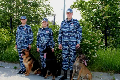 Профессия кинолог: описание, плюсы, минусы, где получить
