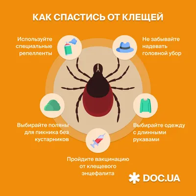 В Калужской области за неделю клещи покусали 121 человека - Общество -  Новости - Калужский перекресток Калуга