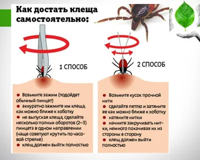 Что делать, если укусил клещ? на Кушва-онлайн.ру