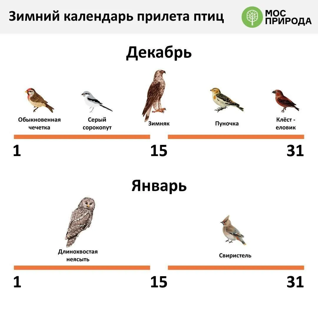 Какие птицы зимуют в москве и подмосковье