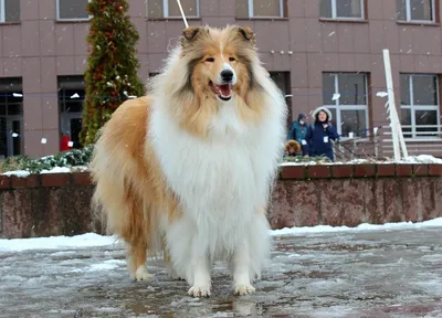 Колли собака — 80 фото самой роскошной длинношерстной овчарки | Собаки,  Крупные породы собак, Колли