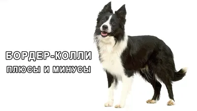 Пропала собака: рыжий колли, Семенково, Москва | Pet911.ru