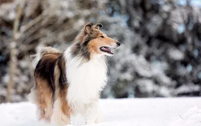 Пропала собака: рыжий колли, Семенково, Москва | Pet911.ru