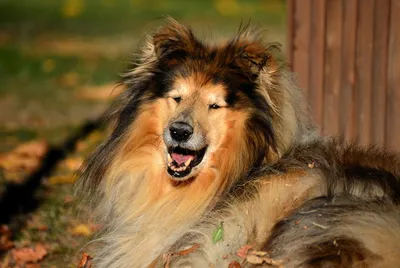 Порода собаки Колли весёлая бежит …» — создано в Шедевруме