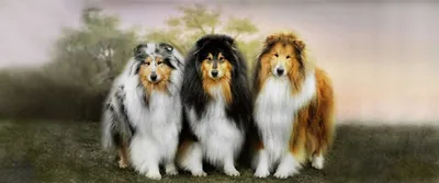 Почему в последнее время я не вижу собак породы колли (шотландская  овчарка)? | Породистые собаки в дар 🐶 | Дзен