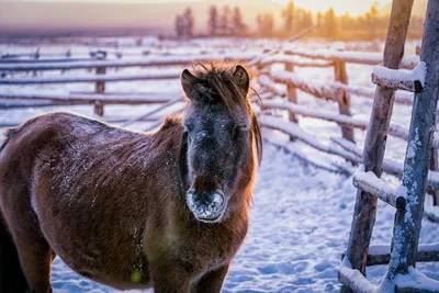 Фото коней зимой фотографии