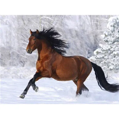 конь, зима........ :: Евгений Палатов – Социальная сеть ФотоКто