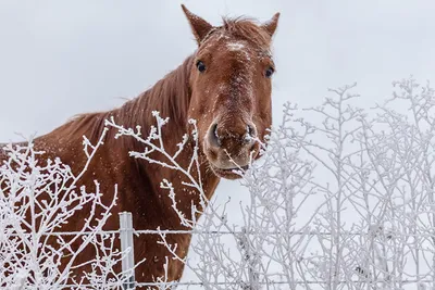 Лошадь в снегу рисунок - 65 фото