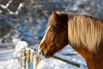 лошадь зимний снег стоковое фото. изображение насчитывающей морозно -  209608316
