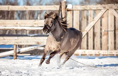 Лошади зимой | Премиум Фото