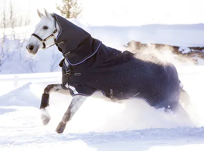Красная лошадь в снегу зимой Стоковое Фото - изображение насчитывающей  цвет, грива: 209608330