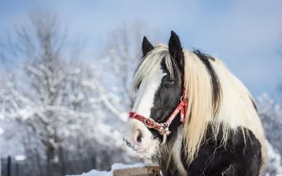 Скачать обои лошадь, снег, зима, конь, грива разрешение 2560x1600 #205897