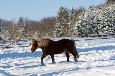 При какой температуре лошади мерзнут? - Equilogy