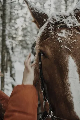 Картина по номерам \"Лошади зимой\"