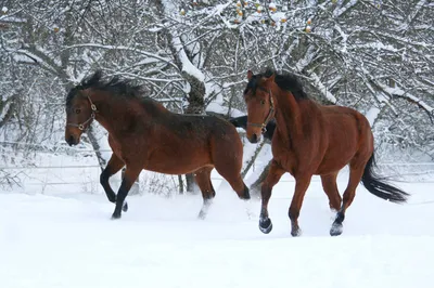 Скачать 3840x2400 лошадь, жеребец, зима обои, картинки 4k ultra hd 16:10