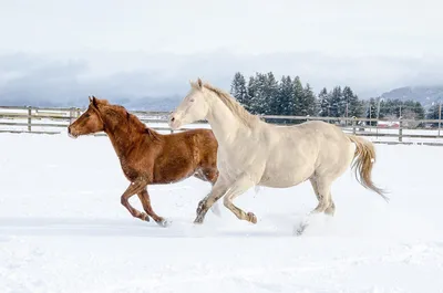 Как ухаживать за лошадьми зимой - Парк природи Беремицьке