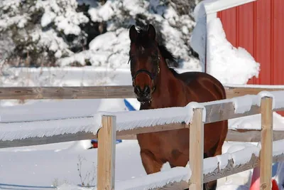 лошадь #конныйклуб #фотосессияслошадью #семья #фото #зимнийлес #зима #снег  #сугробы #прогулка #фотопрогулка | Лошади, Прогулки