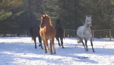 Зимнее содержание лошадей — 44030