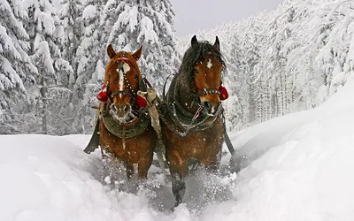 зима золотистой лошади поля поднимая Стоковое Фото - изображение  насчитывающей каштан, золотисто: 12807750