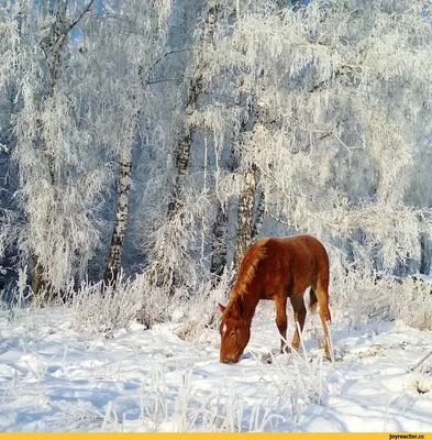 Купить картина по номерам Paintboy (Premium) Лошади зимой, цены на  Мегамаркет | Артикул: 600004904714
