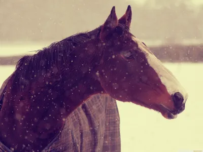 Якутские лошади зимой 🐴❄ Фото @davydovagalina6533 Скоро весна...  #sakhalife #сахалайф #якутскиелошади #якутия #зимавякутии | Instagram