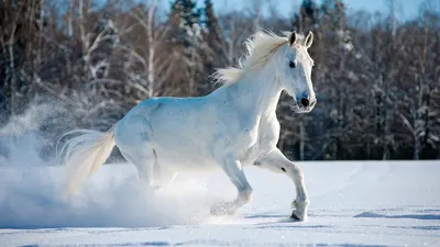 Красивая девушка и лошадь зимой стоковое фото ©Shigapov 103846616