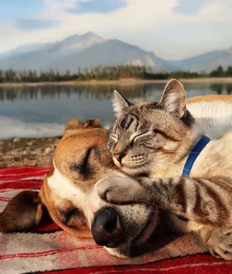 Совместное счастье кошки и собаки: как найти идеального питомца» — создано  в Шедевруме