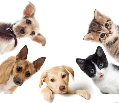Как кот с собакой: 8 лайфхаков для дружеского сосуществования домашних  любимцев – Рубрика