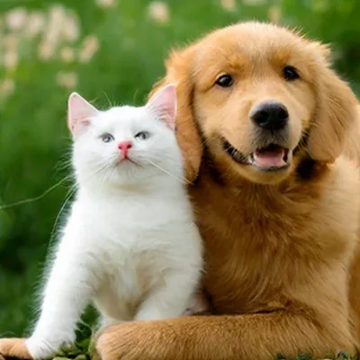 Кошка и собака: секреты взаимодействия - Питомцы Mail.ru