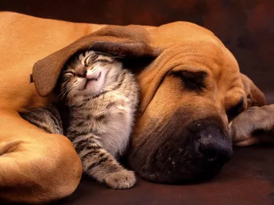 кошка, собака и кролик вместе Стоковое Фото - изображение насчитывающей  отечественно, съемка: 154431794