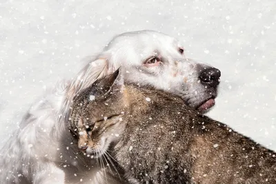 Собака и кошка лучшие друзья» — создано в Шедевруме