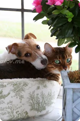 Отношения кошек и собак — Википедия