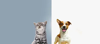 Можно ли давать собаке кошачий корм: почему нельзя, что будет, если кормить  сухой или влажной едой для кошек, будет ли есть