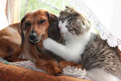 Дружба кошки и собаки: преодолевая трудности вместе» — создано в Шедевруме