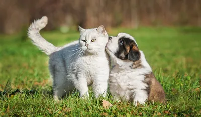 Счастливый взорвать собак и кошек мопса вместе Стоковое Фото - изображение  насчитывающей собака, студия: 169548014