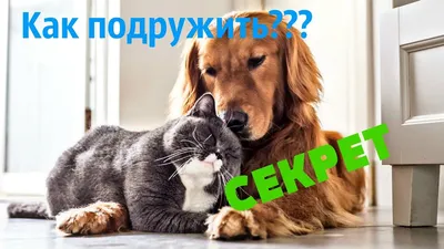 Кот и собака в одном доме: как подружить питомцев - Лайфхакер