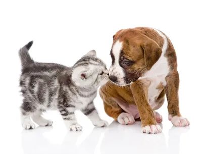 Кошка и собака не уживутся вместе: миф или правда: новости, собаки, кошки,  кинолог, домашние животные