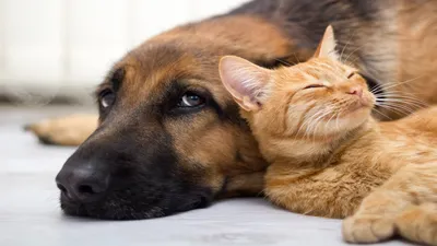 Как кошки используют собак в личных целях | Заметки зооработника | Дзен