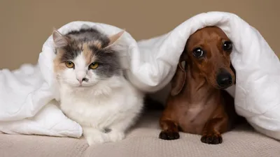 Ученые выяснили, кто живет дольше – собаки или кошки | Ветеринария и жизнь
