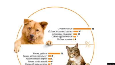 Отличия кошатников от собачников | Кошка на окошке